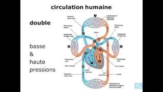 physiologie cardio vasculaire partie 1 [upl. by Hernandez]