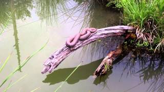 Water Snakes in our Goldfish Pond [upl. by Daas542]