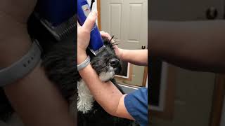 Grooming Tips for Portuguese Water Dog  muzzle [upl. by Eetnod]