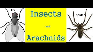 Insects and arachnids for kids  Differences And Similarities [upl. by Bronwyn347]