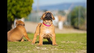 South African Mastiff Boerboel Puppies For Sale [upl. by Carolyn]