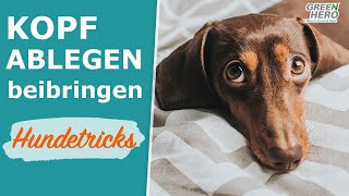 Hundetricks für Anfänger Kopf ablegen  Down [upl. by Nate]