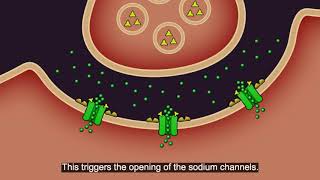 Resistance101  Insecticide classes amp modes of action [upl. by Bekha]