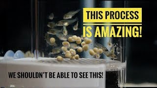 A BEAUTIFUL PROCESS  From Cichlid EGGS to Cichlid FISH in 24 days [upl. by Srednas]