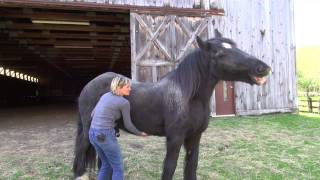 Dialoging with your horse mindfully [upl. by Claudina]