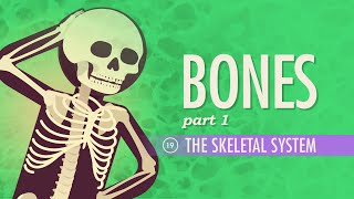 The Skeletal System Crash Course Anatomy amp Physiology 19 [upl. by Llemart817]