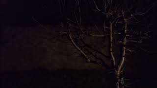 Strange weird noises in the woods at night  real amp very scary [upl. by Mindi995]