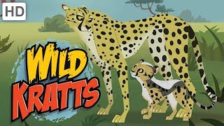 🐆 Wild Kratts  Meet quotBlurquot the Cheetah [upl. by Annas937]