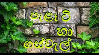 4 ශ්‍රේණිය  පරිසරය පැළැටි හා ගස්වැල්  Grade 4 Parisaraya  Peleeti ha gaswel  Plants and trees [upl. by Yumuk]