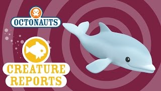 Octonauts Creature Report  Dolphins [upl. by Olfe]