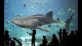 Discover the Spectacular Wonders of The Georgia Aquarium  Atlanta USA [upl. by Rudin]