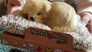 Perfect Petzzz Pets Mini Realistic Sleeping Dog Toy Review [upl. by Shandy162]