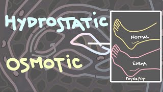 Hydrostatic and osmotic pressure  Introduction to edema [upl. by Gobert395]