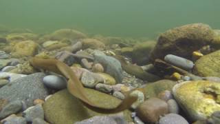 Lamprey on the Sandy River [upl. by Ranson436]