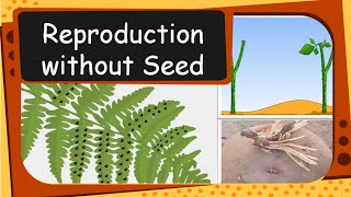 Science  Plant Reproduction  Seed Dispersal Germination  English [upl. by Ajiat]