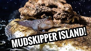 The Mudskipper and Puffer Brackish Paludarium [upl. by Atekehs282]