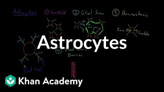 Astrocytes  Nervous system physiology  NCLEXRN  Khan Academy [upl. by Bobbye]