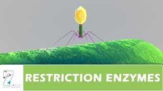 RESTRICTION ENZYMES [upl. by Akived519]