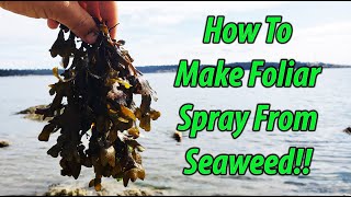 Foliar Feeding With DIY Seaweed Fertilizer 2019 [upl. by Adahs749]