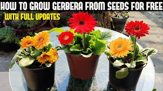 How To Grow Gerbera From Seeds For Free  FULL INFORMATION [upl. by Nesral325]