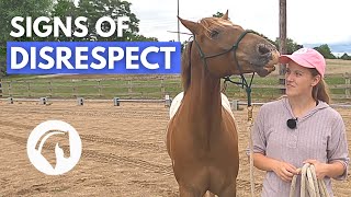 SIGNS A HORSE DOESN’T RESPECT YOU  Horse Behavior Guide [upl. by Anoik774]