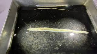 Phylum Nematoda Ascaris dissection [upl. by Kiona643]