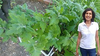 Propagating Chrysanthemum from cuttings with updates [upl. by Reynold]