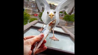 Feeding My Pet Seagull A Whole Fish [upl. by Joy]