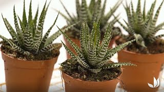 Haworthia ‘Big Band’  culture et entretien  Truffaut [upl. by Cornwell]