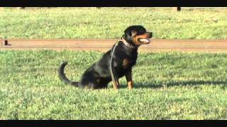 Rottweiler Schutzhund Training [upl. by Greenman]