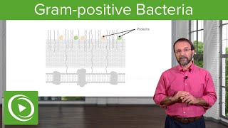 The Grampositive Solution Overview amp Structure– Microbiology  Lecturio [upl. by Kinzer424]