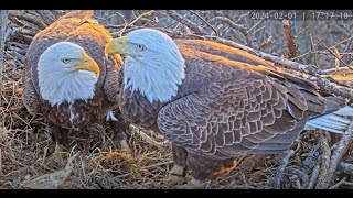 Dulles Greenway Eagle Cam  4K [upl. by Lorin]