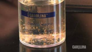 How to Care for Daphnia [upl. by Shani]