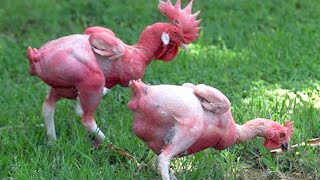 15 Chicken Breeds You Wont Believe Actually Exist [upl. by Cj]