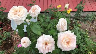 ‘Francis Meilland’ Hybrid Tea Rose [upl. by Oer]