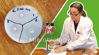 Microbiology  GCSE Science Required Practical Triple [upl. by Anuqahs]