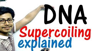 DNA supercoiling explained [upl. by Lucias]