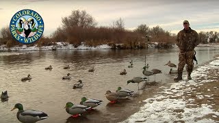 Duck Decoy Strategies  Colorado Rig [upl. by Eseenaj]