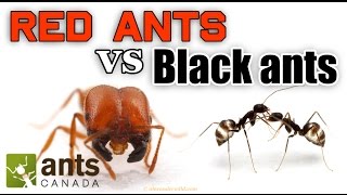 WHO WINS RED ANTS VS BLACK ANTS [upl. by Yelich]