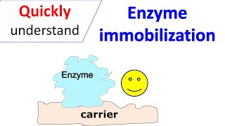 Enzyme immobilization [upl. by Itsirc]