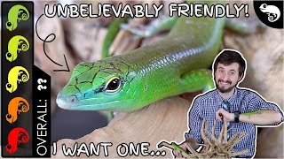 Emerald Green Tree Skink The Best Pet Lizard [upl. by Leamiba536]