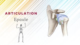 Anatomie De Lépaule  Articulation ScapuloHumérale [upl. by Ennayd966]