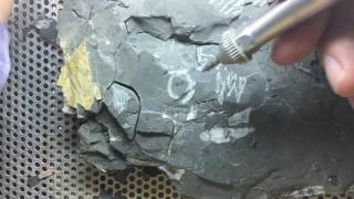 Fossil Preparation of Trilobites [upl. by Ylam640]