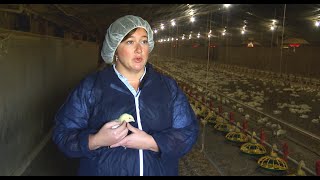 Biosecurity and Health Management on Chicken Farms [upl. by Gimpel542]