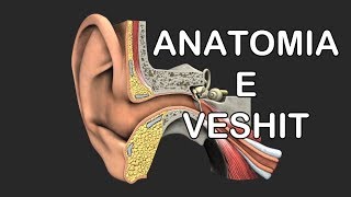 Anatomia e Veshit Sistemi i DëgjimitE ripërpunuar [upl. by Dammahom]