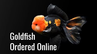 Fancy Goldfish Ordered Online  Unboxing amp KingKoiGoldfish Review [upl. by Buchanan]