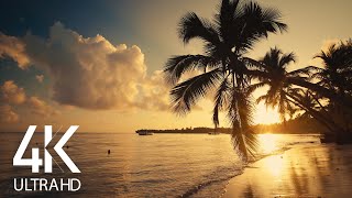 8 HOURS Calm Ocean Waves Sounds  Tropical Beach Sunrise 4K Video [upl. by Airak180]