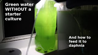 Green Water WITHOUT a Starter Culture  From Scratch  How To [upl. by Kiryt589]