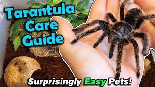 How to Care for Tarantulas [upl. by Frydman]