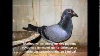 La colombophilie sénégalaise Association Colombophile Dakaroise pigeons voyageurs [upl. by Hescock]